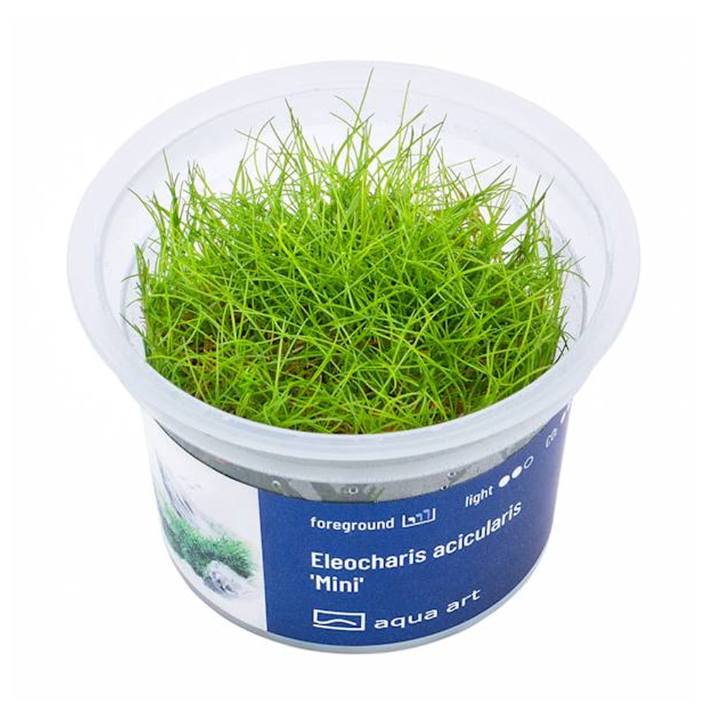 Eleocharis Acicularis 'Mini' In Vitro Kubek.jpg